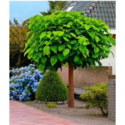 Mountain fox notebook