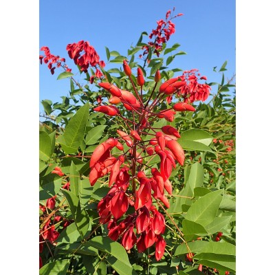 Mountain fox - Vector graphics