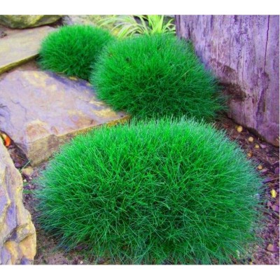 copy of Roślina zielona444